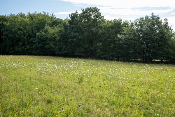 Flächenpotential für Waldausgleich