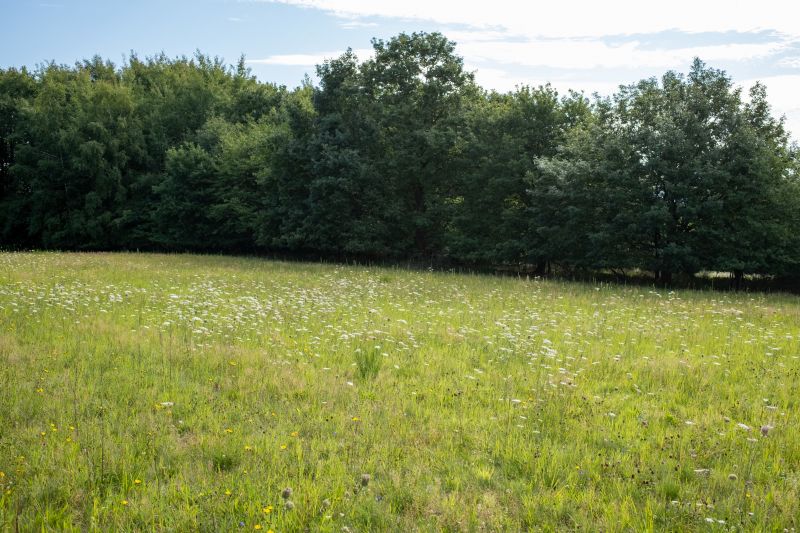 Datei:Waldausgleich.jpg